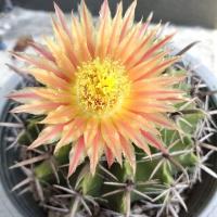 ราคา แคคตัส กระบองเพชร เฟอโร เล็บเหยี่ยว (5042121123)