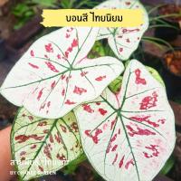 ราคา บอนสี ไทยนิยม กระถาง 4 นิ้ว (12040372993)