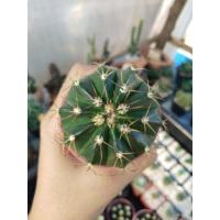 ราคา เมเลแคคตัส Melocactus (7214866246)