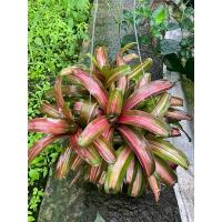 ราคา สับปะรดสี (Bromeliad) กระถางแขวน 8 นิ้ว (26361075841)
