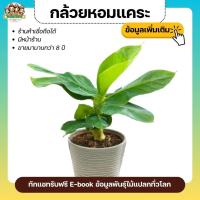 ราคา ต้นกล้วยแคระ กล้วยหอมแคระ หรือกล้วยหอมแกรนด์เนน ปลูกประดับในกระถาง ทานผลได้ หวานเหมือนกล้วยหอม รับประกัน เก็บเงินปลายทาง (10537849455)