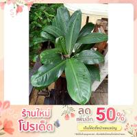 ราคา ต้นเศรษฐีวิลสัน (Dieffenbachia) ขนาดต้นไม้ 40 cm. (12382266511)