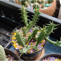 ราคา เก๋งจีนไม้อวบน้ำกระบองเพชรตกแต่งสวน (25847274777)