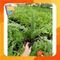 ราคา เฟิร์นใบมะขามในกระถาง5.5" (7288626287)