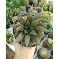 ราคา ฮาโวเทีย ไม้อวบน้ำ แคคตัส ☀️ (5141806045)