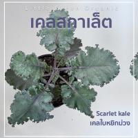 ราคา ต้นกล้าเคลใบหยิก สกาเล็ต ใบหยิกม่วง ไดโนเสาร์ ลาซินาโต Dazzling Blue Red Russian อายุ 40-50 วัน พร้อมปลูก (9682444259)