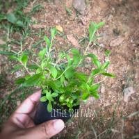 ราคา หญ้าหวาน Stevia ต้นกล้าหญ้าหวาน #สินค้าพร้อมส่ง (4590492924)