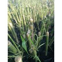 ราคา ไผ่เลี้ยงน้องเพาะชำรากเหง้าต้นละ 150 บาท (28626110014)