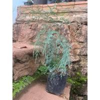 ราคา ต้นสน ต้นสนภูฏาน สนแคชเมียร์ (Cupressus cashmeriana) ไม้ยืนต้นปลูกง่าย (25263791653)