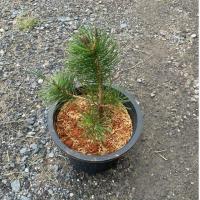 ราคา ต้นสนดำญี่ปุ่น Black Pine Japanese Bonsai (กระถาง8นิ้ว) (43870275963)
