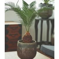 ราคา ปรงญี่ปุ่น Sago Cycad หัวโต ฟอร์มสวย (26718100582)
