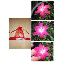 ราคา บัวดิน z.heart throb (978084098)