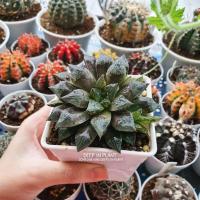 ราคา ☘️Haworthia☘️ ฮาโวเทีย (7049769610)