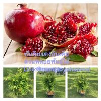 ราคา ทับทิมแดงอินเดีย/ปลูกง่ายทนแล้งผลดกราคาดี (5686903628)