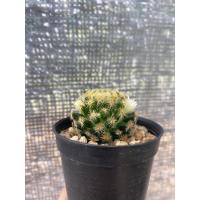 ราคา Mammillaria Schiedeana แมมขนนกเหลือง (11307743556)