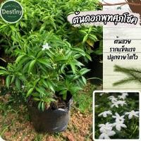 ราคา ต้นดอกพุดศุภโชค ต้นสวยแข็งแรง (27372922549)