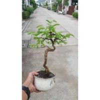 ราคา มะขามเพาะเมล็ด บอนไซพร้อมกระถาง (7887311474)