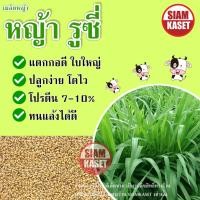 ราคา เมล็ดหญ้ารูซี่ หญ้าปลูก เมล็ดหญ้าปลูกให้วัว หญ้าวัว หญ้ารูซี่ (16967910749)