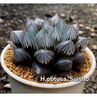 ราคา H.obtusa ‘Suisho’ A107 (17990540918)