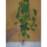 ราคา ต้นตำแยแมว รากใหญ่ ต้นสด ปลูกแบบออร์กานิก (10030645436)