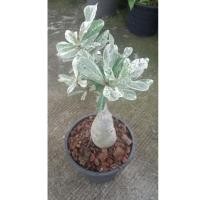 ราคา ต้นชวนชมด่าง ด่างใบขาว ดอกชมพูออกแดง (41852484515)