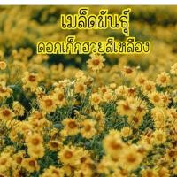 ราคา เมล็ดพันธุ์ดอกเก็กฮวยสีเหลือง (10726669537)