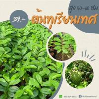 ราคา ต้นทุเรียนเทศ ทุเรียนน้ำ ทุเรียนแขก (22319692174)