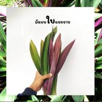 ราคา ว่านกาบหอยแครง 1กิโลกรัม ใบตัดสด แก้กระหาย (9175412237)