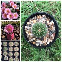 ราคา Echinopsis Hybrid Angel อิชินอปซิส ไฮบริด แองเจิล ดอกสีชมพู (6041766560)