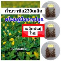 ราคา 230เมล็ด ถั่วบราซิลเมล็ด ถั่วบราซิล ถั่วบราซิลเมล็ดพันธุ์ ถั่วบราซิลพืชคลุมดิน ถั่วบราซิลต้นไม้และเมล็ดพันธุ์ ถั่ว (5837471116)
