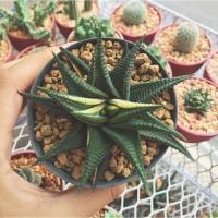 ราคา Haworthia ม้าเวียนด่าง ต้นใหญ่ (12489538)