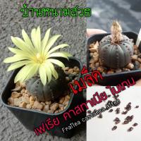 ราคา เมล็ด เฟเรีย คาสทาเนีย ไนเทน (4244451112)