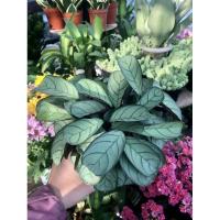 ราคา ต้นคล้านกยูงเขียวจิ๋ว (ปลูกไฮโดรโปนิกส์) (27277687420)