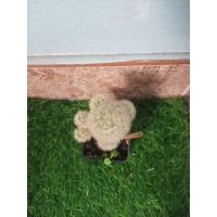 ราคา แคคตัส Cactus แมมคามิเน่ (42468083204)