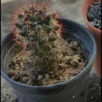 ราคา กระบองเพชร แคสตัส ไม้อวบน้ำ castus แมมโฉมสกาว (6837487486)
