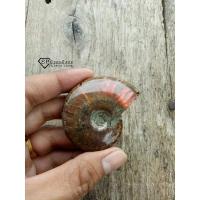 ราคา แอมโมไนต์ (Ammonite) ฟอสซิลหอยดึกดำบรรพ์ ของน่าสะสมมีเหลือบรุ้งบนเปลือกหอย (19505838259)