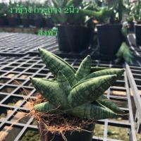 ราคา ต้นงาช้าง / บอลเซลแคระ (1896148074)