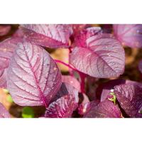 ราคา ต้นกล้า ผักโขมแดง โขม สีแดง ต้นละ 10บาท ซื้อ 10แถม 2 ต้น ผักโขมใบกระ ผักโขม สีแดง พร้อมปลูก (24740401946)