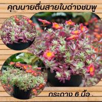 ราคา คุณนายตื่นสายใบด่างชมพู (19526008095)