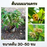 ราคา ต้นนมแมวแคระ นมแมวแคระ (29342253586)