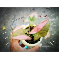 ราคา ต้นเงินไหลมาด่างชมพู Syngonium pink splash (2989449441)
