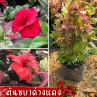 ราคา ชบาด่างแดง ชบาดอกสีแดง ต้นชบาด่าง ต้นชบาด่างแดง (17692895714)