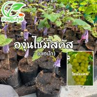 ราคา องุ่นไซมัสคัส ไร้เมล็ด (กิ่งตอปักติดตา) แท้% ซื้อ5กิ่งแถมฟรี1ต้น (20358785235)