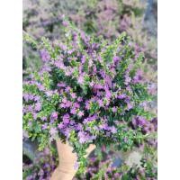 ราคา ต้นหลิวไต้หวัน​กระถาง​ 6นิ้ว (26035050782)