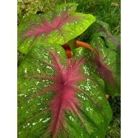 ราคา บอนสีเงาะถอดรูปกัดสีสวยราคาถูก✅☺️ (10276909245)