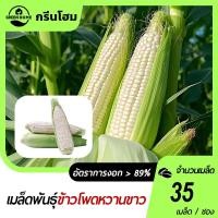 ราคา เมล็ดพันธุ์ ข้าวโพดหวาน ฮอกไกโด ข้าวโพดนมสด ทานดิบได้ ทานสดได้ จำนวน 35 เมล็ด ปลูกได้ทุกที่ (42323057884)