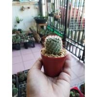 ราคา ต้นกระบองเพชร,แคคตัส Mammillaria bombycina Cactus แมมบอมไบเซียน่า (5048855796)