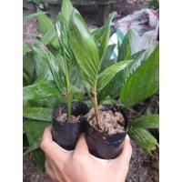 ราคา 5บาท❗❗ ต่อต้นกล้าหมากพันธุ์ (9842682371)