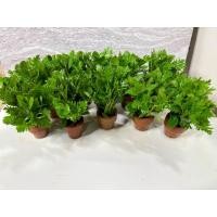 ราคา ดาวกระจายไม้น้ำประดับตู้ปลา (43954440148)