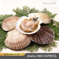 ราคา หอยเชลล์ซาซิมิ หอยเชลล์ย่าง หอยเชลล์เสียบไม้ Hotate Frozen Scallop 1,000 กรัม สินค้าแช่แข็ง พร้อมส่ง (23609673151)